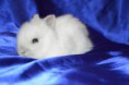 /album/vrh-l/dsc-0991-jpg/
